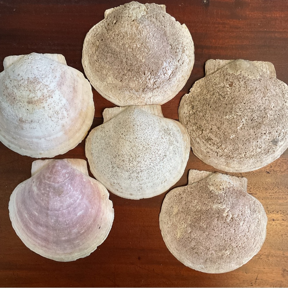7 Atlantic Deep-Sea Giant Scallop Shells